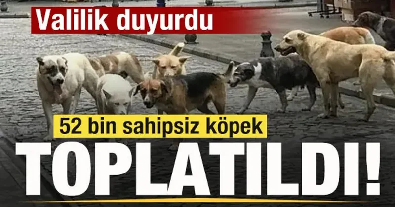 Vali duyurdu! 52 bin sahipsiz köpek toplatıldı