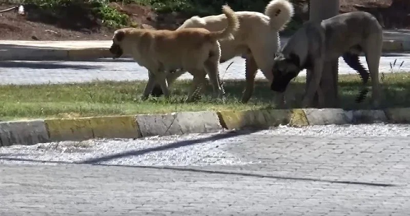 Sahipsiz köpeğin saldırısına uğrayan 1,5 yaşındaki çocuk yaralandı Şanlıurfa Haberleri
