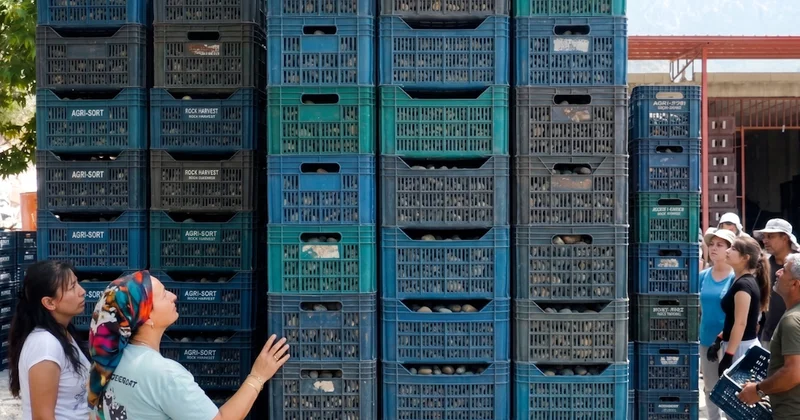 250 bin ton hasat hedeflenen ürüne dünya talip: 70 TL den kasa kasa gidiyor Sözcü Gazetesi