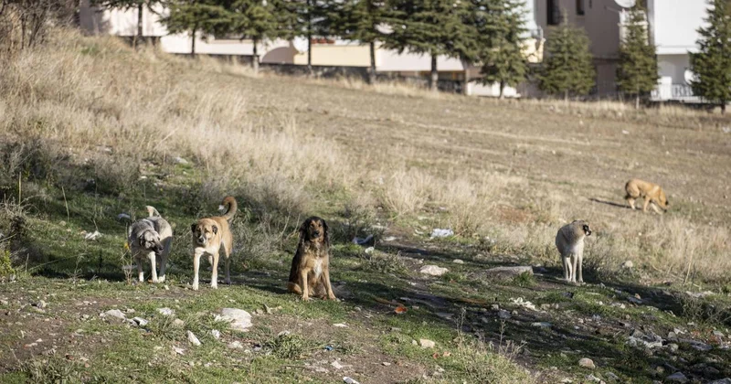 Ankara da 52 bin sahipsiz sokak hayvanı toplandı