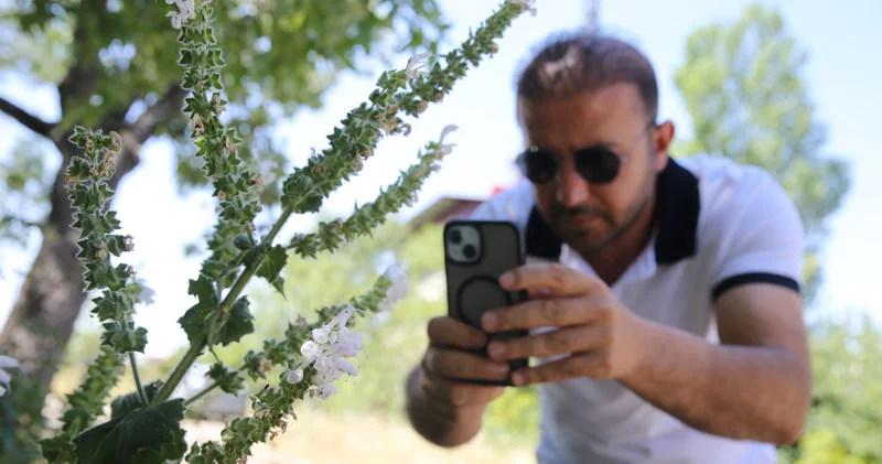 Nesli kritik seviyede tehlike altında bulunan Siirt adaçayı çiçek açtı