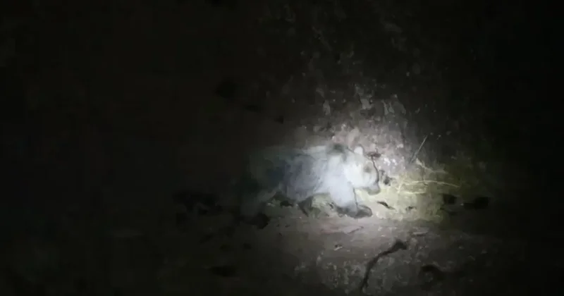 Tunceli de gece kamerasında domuz ve ayı aynı anda görüntülendi