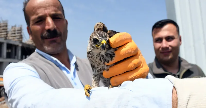 Kars ta inşaat işçilerinin bulduğu yavru gökdoğan koruma altına alındı