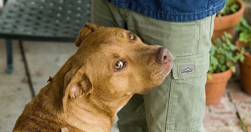 Köpekler neden insanların kasıklarını koklamayı sever? Bu davranışın basit bir açıklaması var Sözcü Gazetesi