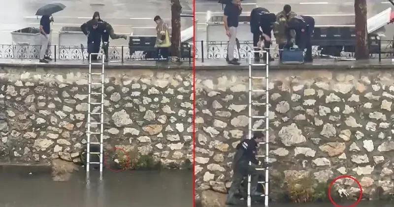 Yağmurda dereye sürüklenen yavru kediyi kurtarmak için zamanla yarıştılar