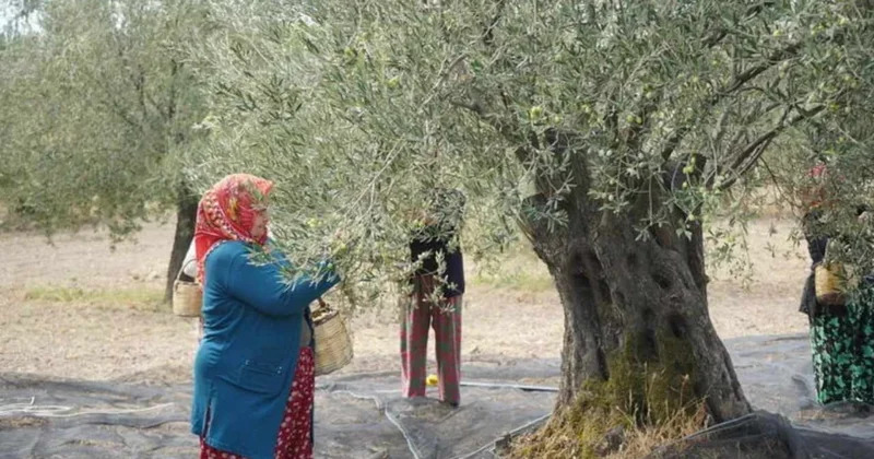 Dünyanın en çok zeytin üreten ülkesinde hasat yasaklandı: Resmi Gazete’de yayımlandı Sözcü Gazetesi