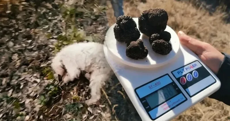 Özel eğitimli köpeklerle aranıyor: Toprağın altındaki kara elması bulan köşeyi dönüyor