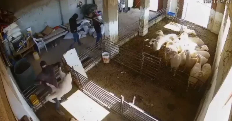 İsrailli yerleşimciler, Filistinlilerin kuzularını sopalar ve taşlarla katletti Sözcü Gazetesi