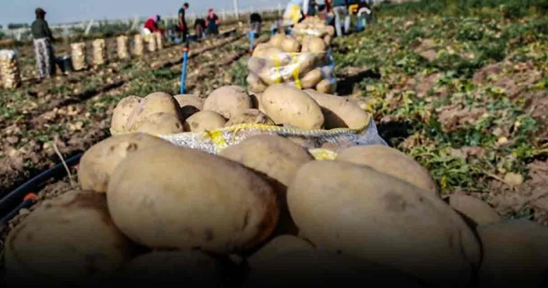 Ziraat Odası patatesin fiyatını açıkladı, bakanlık 3 marketi gösterip yalanladı! 12 liraymış!