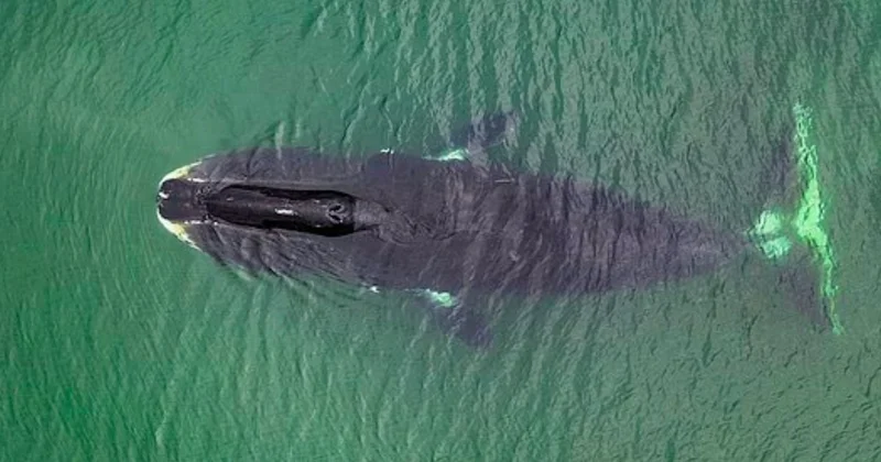 DNA sını yenileyip ömrünü uzatıyor: Sırrı çözülürse artık kimse yaşlanmayacak Sözcü Gazetesi