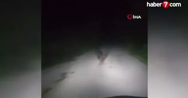 Karabük te yolda koşan ayı kamerada