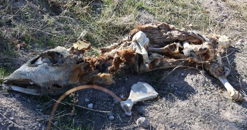 Boş arazide kan donduran manzara! 8 kadavra bulundu