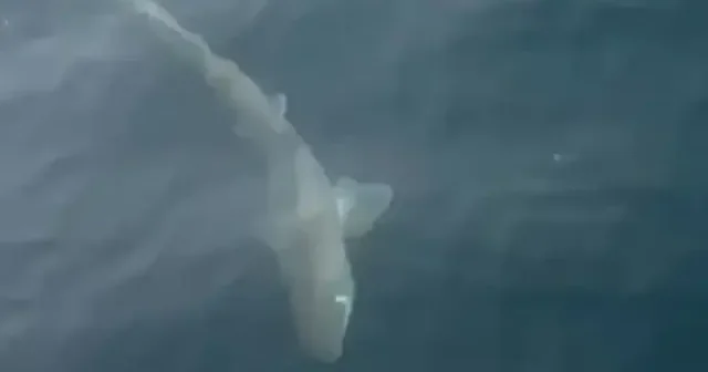 Gemlik Körfezi nde balıkçıların oltasına köpek balığı takıldı VİDEO İZLE