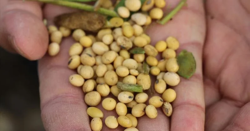 Trump ve Şi Cinping görüşmesinde ‘soya diplomasisi’: Stratejik ürün masadaydı Sözcü Gazetesi