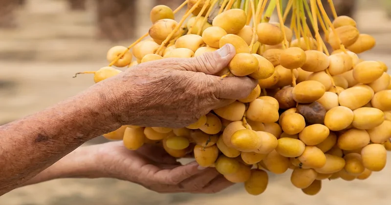 Üzüm, kayısı ve inciri solladı: Kuruyemişlerin şahı, en sağlıklısı buymuş Sözcü Gazetesi