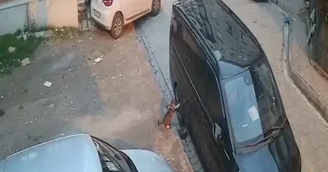 Esenyurt ta ilginç olay: Park halindeki aracın lastiği kedinin dokunuşuyla patladı VİDEO İZLE