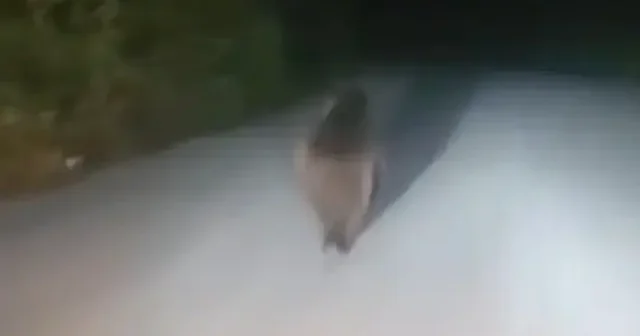 Yiyecek aramak için şehre inen ayının görüntüleri gülümsetti VİDEO İZLE