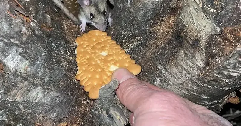 Nesli tükenmekte olan fareyi bisküviyle besledi