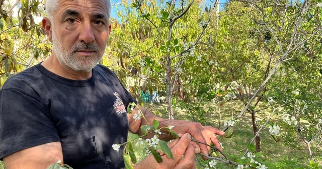 Hatay da meyve ağaçları sonbaharda çiçek açtı Hatay Haberleri