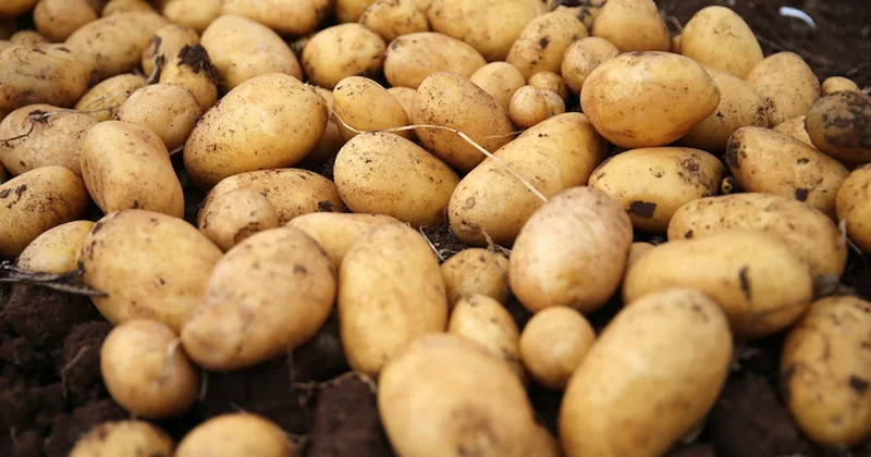 Bakanlıktan patates fiyatı açıklaması Sözcü Gazetesi