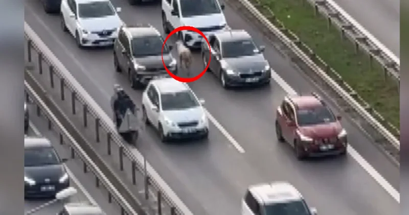 Koyun, sürücülere zor anlar yaşattı Son dakika haberleri