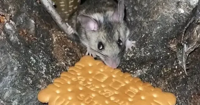 Nesli tehlike altındaki Anadolu Dikenli Faresi ni bisküviyle besledi VİDEO İZLE