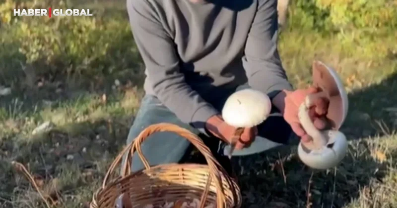 Yağışlar sonrası ormanlarda mantar patlaması