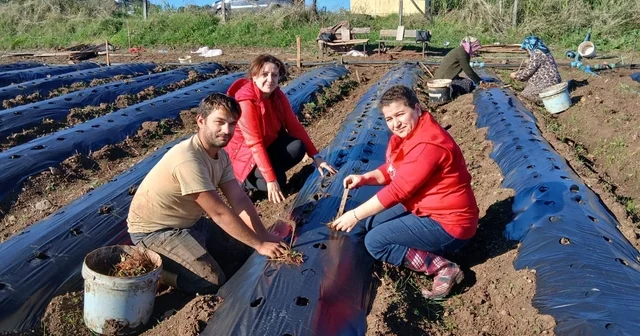 19 Mayıs ta Engiz çileği üretiminin artırılmasına çalışılıyor Samsun Haberleri