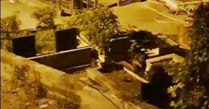 Zonguldak’ta mezarlıkta iki ayı yavrusu görüldü