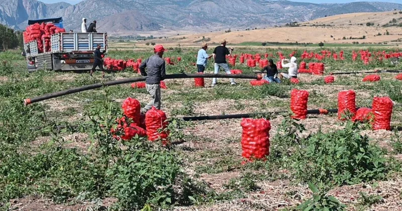 Makas fena açıldı: Üreticide 5, markette 25 lira!