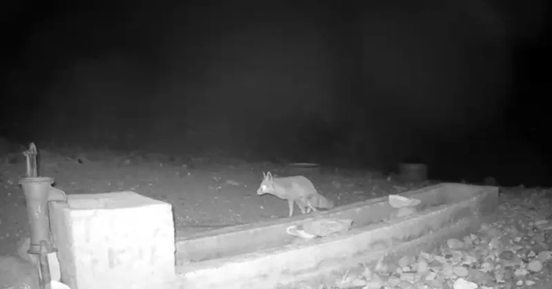 Aksaray da yaban hayvanları kameraya yansıdı Sözcü Gazetesi