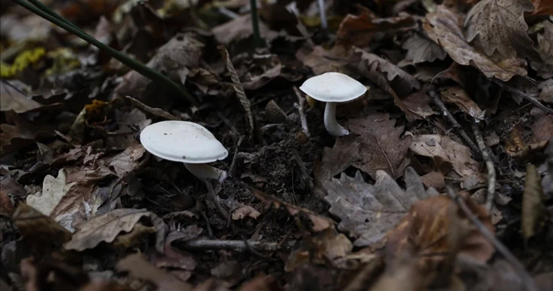 Aslan yelesi, şitaki, hindi kuyruğu: Yeni moda mantarlar gerçekten faydalı mı?