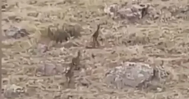 Siirt’te yaban keçileri görüntülendi VİDEO İZLE