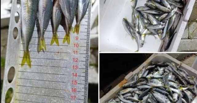 Küçük boyda avlanan balıklara el konuldu Bursa Haberleri