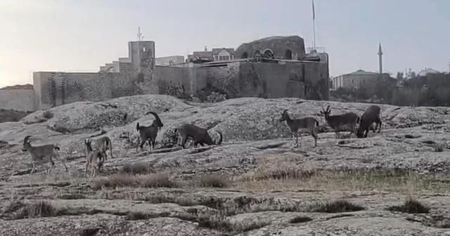 Sabah saatlerinde dağ keçileri sürü halinde ortaya çıktı Elazığ Haberleri