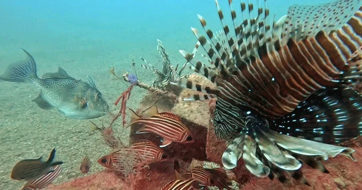 Akdeniz de balıklar arasında rekabet: Kızıldeniz türleri yerli türleri baskılıyor! Çözümü yok zamanla denge oluşacak