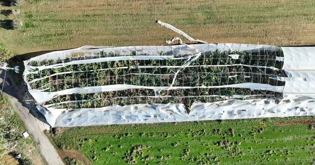 Antalya da hortumun seralara verdiği zararın boyutu gün yüzüne çıktı Zarar gören seralarda hasar tespit çalışması gerçekleştirdi Antalya Haberleri