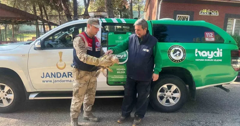 Gaziantep’te yaralı halde bulunan kartal, tedavi altına alındı