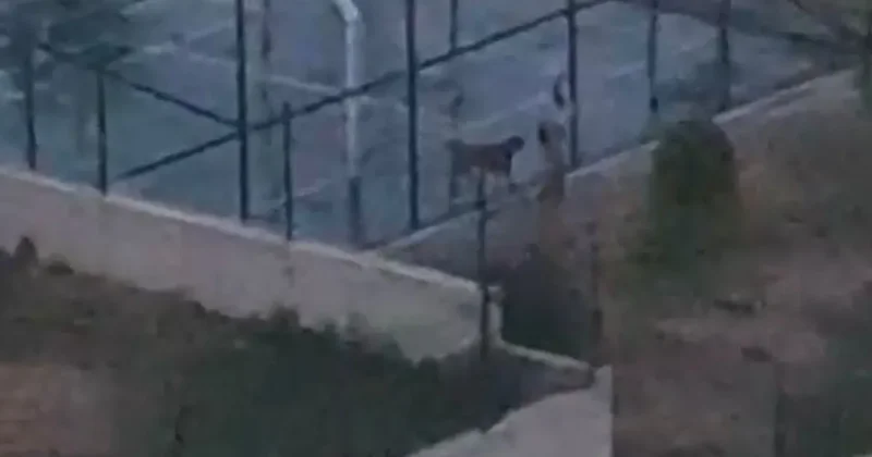 Ankara’da pitbull dehşetinde yeni gelişme! Meğer daha öncede çocukların canını hiçe saymış