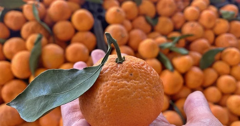 TZOB: Kasımda markette 42 ürünün 24 ünde fiyat düştü Alışveriş Haberleri