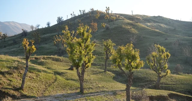 Köylüleri şaşırtan olay: Meşeler kış kapıdayken yeniden yeşerdi Muş Haberleri