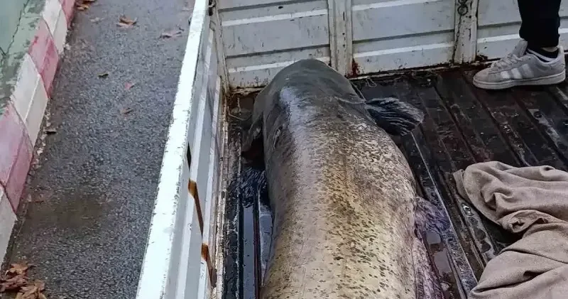 Yakalanan 65 kiloluk dev balık görenleri şaşkına çevirdi Aktüel Haberleri