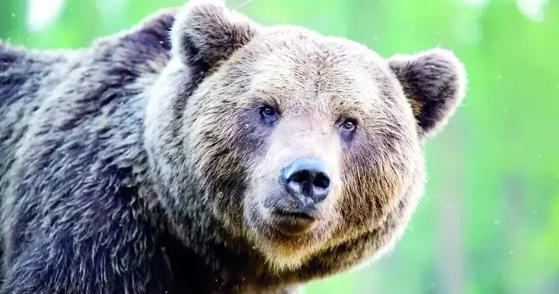 Ayılara karşı sigorta paketi Dünya Haberleri