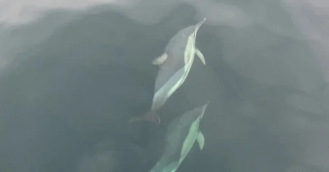 Ordu da yunusların balıkçı tekneleriyle yarışması görsel şölen oluşturdu Ordu Haberleri