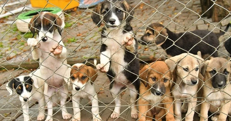 AYM den sahipsiz hayvanlarla ilgili açıklama