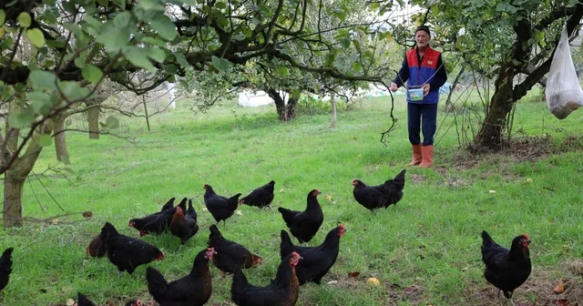 Kocaeli de kırsal kalkınmaya kanatlı destek Hibe destekli tavukçuluk projesiyle üreticiler yumurta talebine yetişemiyor Kocaeli Haberleri