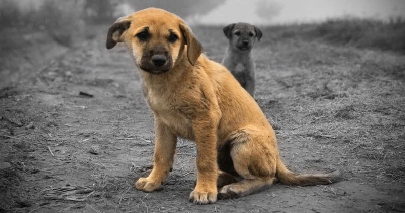 AYM’nin tepki çeken katliam yasası kararının gerekçesi belli oldu: Hukuka aykırı değilmiş