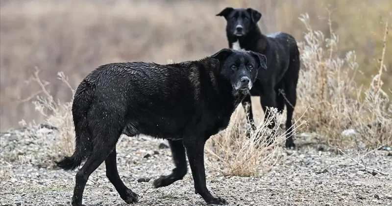 Ankara köpek lobilerine teslim: Kanuna rağmen toplamadılar... 600 den 43 e düştü
