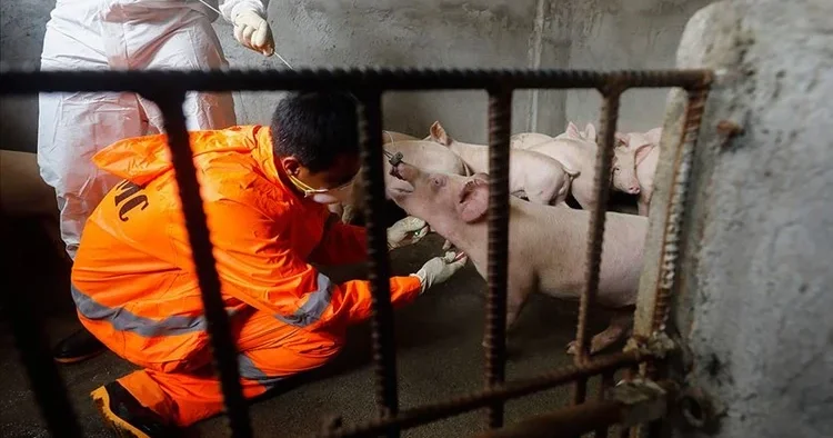 İspanya da domuz vebası alarmı: Mücadele için asker görevlendirildi