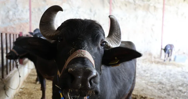 Mandadan gelen altın lezzet Aydın Haberleri